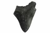 Bargain, Partial Megalodon Tooth - South Carolina #134292-1